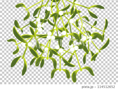 白い実をつけたヤドリギのイラスト 白い実をつけたヤドリギのイラスト 114512652