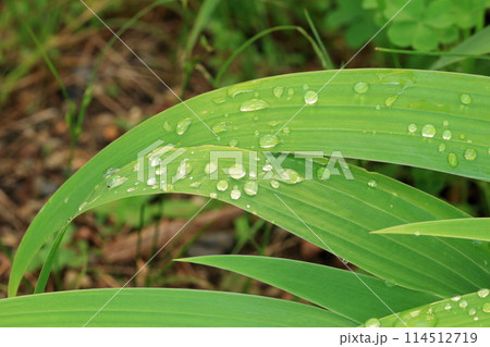 雨が止んだ後に葉に残った水滴 114512719