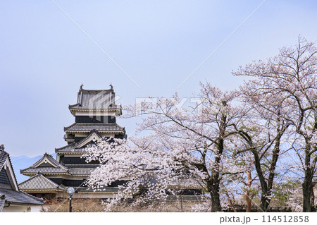松本城と桜 114512858