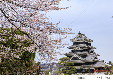 松本城と桜 114512868