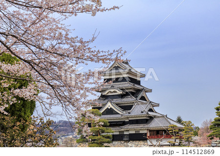 松本城と桜 114512869