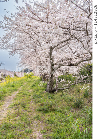 牧之原市の勝間田川の桜並木のある風景(静岡県) 牧之原市の勝間田川の桜並木のある風景(静岡県) 114512926