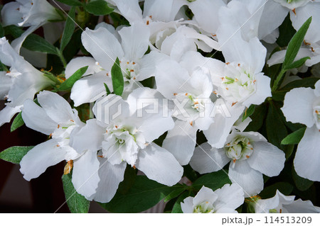 白万葉ツツジ 114513209