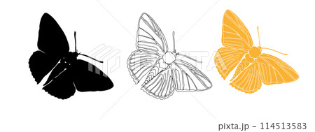Butterfly black ink line art and detail silhouette illustrations Butterfly black ink line art and detail silhouette illustrations 114513583