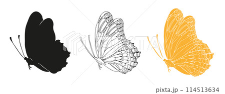 colorful butterfly isolated on white colorful butterfly isolated on white 114513634