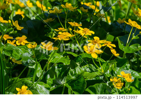 Blooming marsh-marigold Caltha palustris a widespread flower of marshes, ponds, damp meadows and wet woodland 114513997