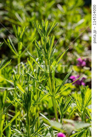 The Cleavers Galium aparine have been used in the traditional medicine for treatment of disorders of the diuretic, lymph systems and as a detoxifier 114514000