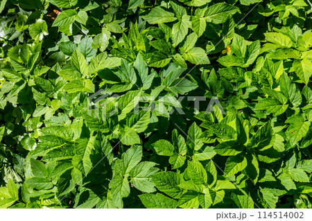 In the spring in the wild Mercurialis perennis grows in the forest 114514002