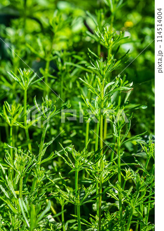 The Cleavers Galium aparine have been used in the traditional medicine for treatment of disorders of the diuretic, lymph systems and as a detoxifier 114514004