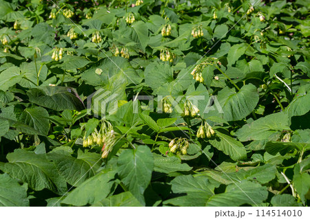 Flowering Symphytum tuberosum in the forest, spring-early summer, natural environment. Medicinal plant 114514010