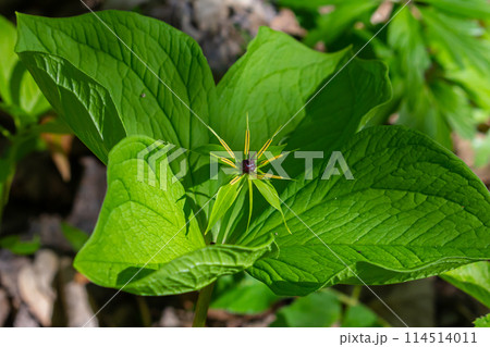 Paris quadrifolia in bloom. It is commonly known as herb Paris or true lover's knot 114514011