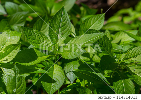 In the spring in the wild Mercurialis perennis grows in the forest 114514013