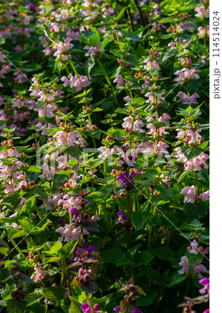 Pink flowers of spotted dead-nettle Lamium maculatum. Medicinal plants in the garden Pink flowers of spotted dead-nettle Lamium maculatum. Medicinal plants in the garden 114514024