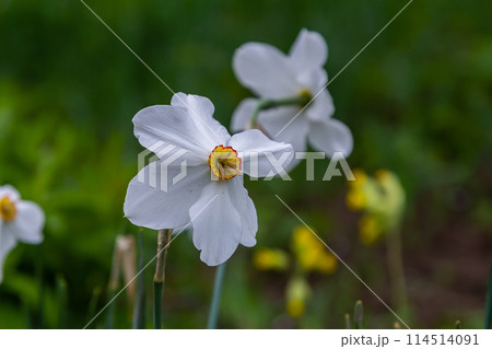 Daffodil flower Pheasant's Eye, Poeticus Narcissus, a classic white flower with short and small yellow cup 114514091