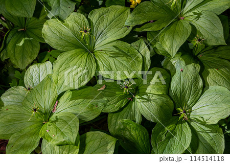Paris quadrifolia in bloom. It is commonly known as herb Paris or true lover's knot 114514118