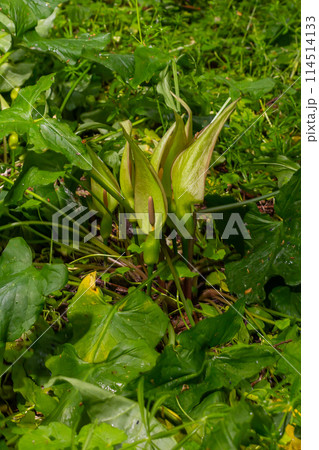 Cuckoopint or Arum maculatum arrow shaped leaf, woodland poisonous plant in family Araceae. arrow shaped leaves. Other names are nakeshead, adder's root, arum, wild arum, arum lily, lords-and-ladies 114514133