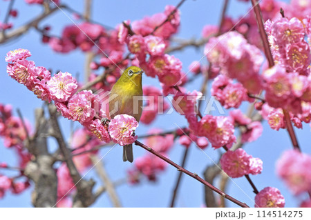 満開の紅梅にメジロさん ( 春イメージ )( ほのぼのイメージ ) 満開の紅梅にメジロさん ( 春イメージ )( ほのぼのイメージ ) 114514275