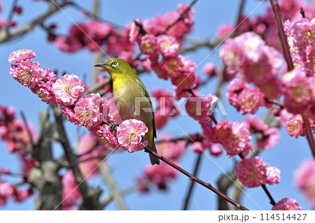 満開の紅梅にメジロさん ( 春イメージ )( ほのぼのイメージ ) 満開の紅梅にメジロさん ( 春イメージ )( ほのぼのイメージ ) 114514427