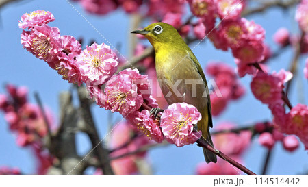 満開の紅梅にメジロさん （ 春イメージ ）（ ほのぼのイメージ ） 114514442