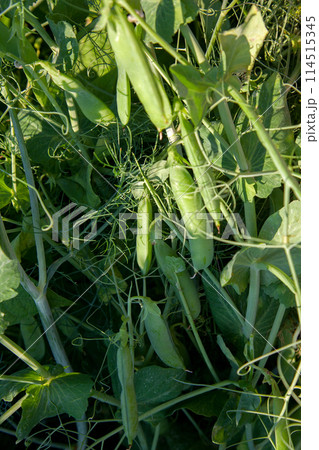 Sugar peas with flowers and pods in the vegetable garden over blurry background.. 114515345