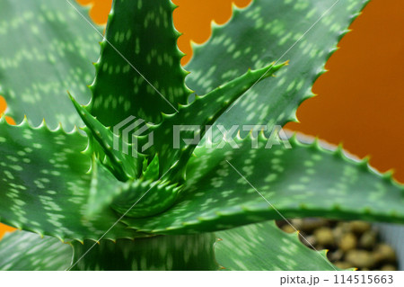 aloe spinous on an orange background. minimalism and bright color combinations. Flowers in the interior. 114515663