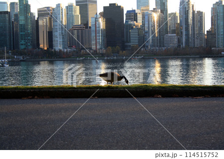 A goose grazing on a lawn with downtown Vancouver in the background A goose grazing on a lawn with downtown Vancouver in the background 114515752