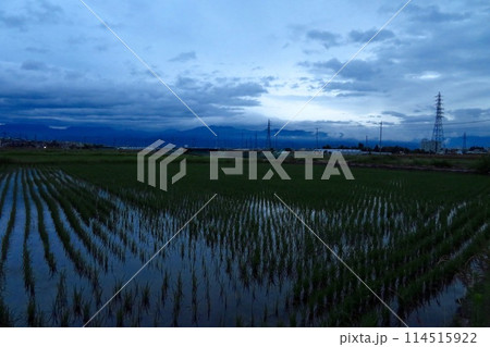 雨上がりの夕方の水田 雨上がりの夕方の水田 114515922