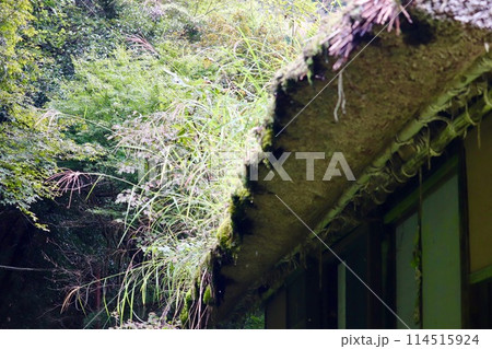雑草が生えた廃屋の茅葺き屋根 114515924