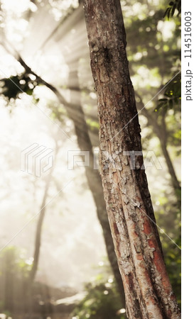 Sun Shines Through Trees in Forest Sun Shines Through Trees in Forest 114516003