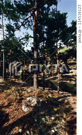 Forest Landscape With Rocks and Trees 114516123