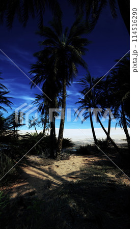 Beach With Palm Trees and Ocean 114516290