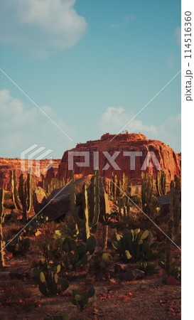 Desert Scene With Cactus Trees and Rocks Desert Scene With Cactus Trees and Rocks 114516360