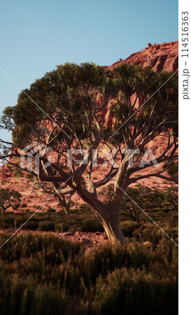 Large Tree Standing in Nevada Desert Field Large Tree Standing in Nevada Desert Field 114516363