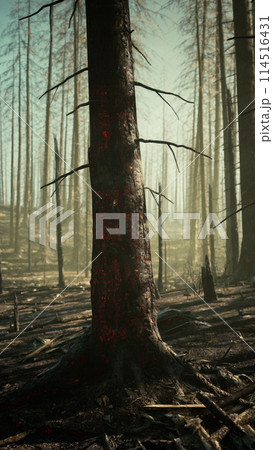 Dense Forest With Tall Trees Dense Forest With Tall Trees 114516431