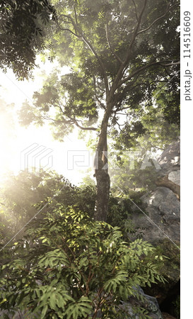 Misty Forest Sunrise Through Dense Foliage Misty Forest Sunrise Through Dense Foliage 114516609