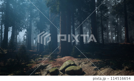 Sequoia Forest, Dense and Mysterious Woods. dark forest 114516654