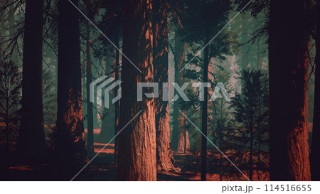 Towering Sequoia Forest, A Verdant Expanse of Majestic Trees. dark forest 114516655