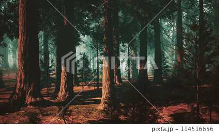 Majestic Sequoia Forest - Towering Trees in a Lush Woodland. dark forest 114516656