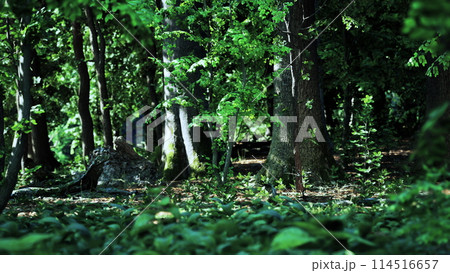 A forest filled with lots of green trees. dark forest 114516657