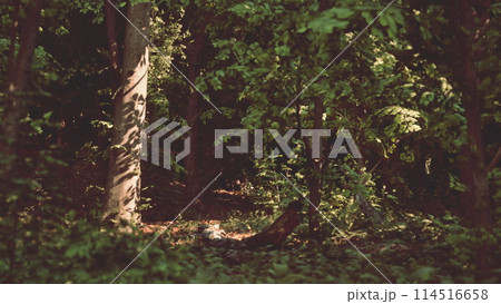 A forest filled with lots of green trees. dark forest 114516658