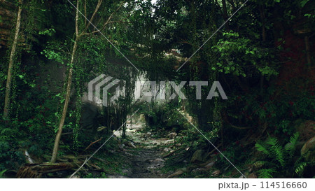Dirt Path Through Dense Forest. mountain path 114516660