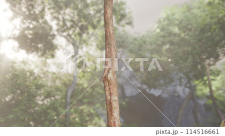 Misty Jungle at Dawn With Close-Up of Vine 114516661