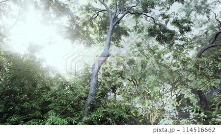 Forest Painting, Trees and Bushes in a Jungle 114516662