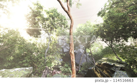 Sunlit Jungle Clearing at Dawn 114516663