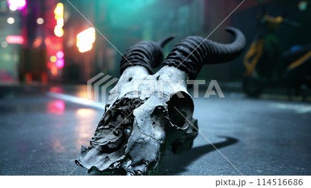 Animal Skull Close Up on Street Animal Skull Close Up on Street 114516686