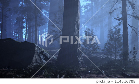 Misty Forest With Dense Trees Misty Forest With Dense Trees 114516709