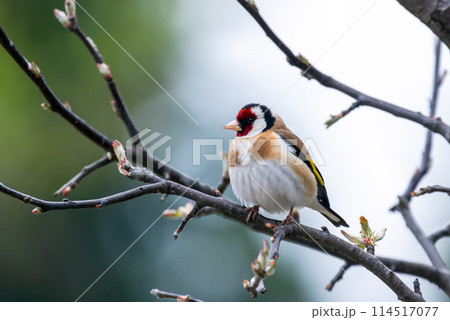 The European goldfinch or simply the goldfinch is on the branch The European goldfinch or simply the goldfinch is on the branch 114517077