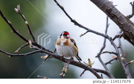 Colorful little bird is on the tree branch. The European goldfinch 114517079