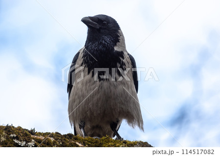A hooded crow sits on a tree branch under cloudy sky A hooded crow sits on a tree branch under cloudy sky 114517082