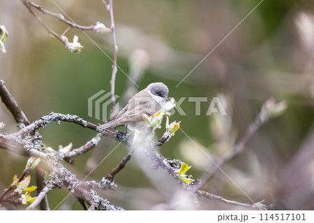 Little bird is on the branch. Lesser whitethroat Little bird is on the branch. Lesser whitethroat 114517101